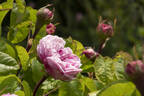 Silver Queen rose photo