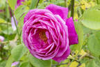 Stratosféra rose photo