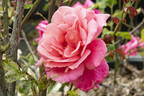 Texas Centennial rose photo