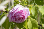 Tolstoi rose photo