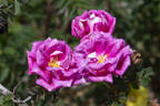 William III rose photo
