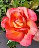 Typhoon rose photo
