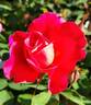 Coral Miracle ™ rose photo