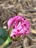Dottie rose photo