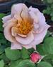 Connie's Sandstorm rose photo