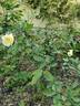 Madame Achille Fould rose photo