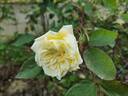 Madame Achille Fould rose photo