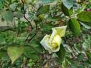 Madame Achille Fould rose photo