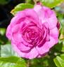 Excellenz von Schubert rose photo