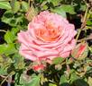 Chic rose photo
