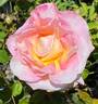 Givenchy rose photo