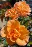 Escondido Sunset rose photo