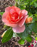 Sunbelt rose photo