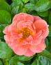Sunbelt rose photo