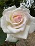 Touch of Venus rose photo