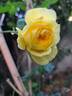 Anny Duperey ® rose photo