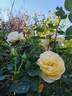 Isabelle Joerger rose photo