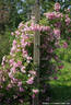 Hakeburg rose photo