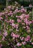 Hakeburg rose photo