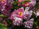 Hakeburg rose photo