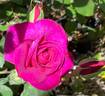 Purple Rain rose photo