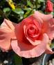Nancy Reagan ™ rose photo