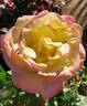 French Perfume rose photo