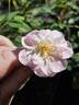 Fraser's Pink Musk rose photo