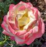 French Perfume rose photo