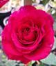 Claret rose photo