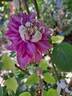 Kaiser clematis photo