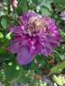 Kaiser clematis photo