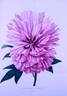 Impératrice Joséphine peony photo
