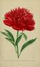Paeonia paradoxa fimbriata var. sanguinea plena peony photo