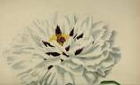 Hissiana peony photo