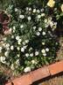 Yellow Drift ® rose photo