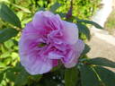 Thérèse Bugnet rose photo