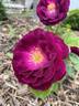 Twilight Zone rose photo