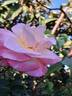 Laetitia Casta rose photo