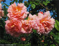 Louise Rödiger rose photo