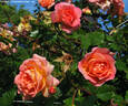 Louise Rödiger rose photo