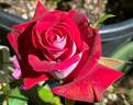 Michael rose photo