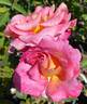 Givenchy rose photo