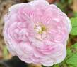 Pompon Blanc Parfait rose photo