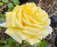 Lemontini™ rose photo