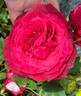 Janice Kellogg ® rose photo