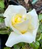 Lemontini™ rose photo