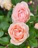 Dylan Rose rose photo