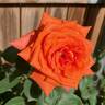 Shreveport ™ rose photo