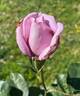 Blue Girl rose photo